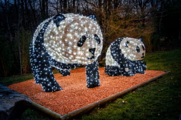 Noël - Pandas illuminés au ZooParc de Beauval ©MP Media-StudioMir
