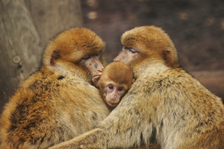 Calin famille ©ZooParc de Beauval