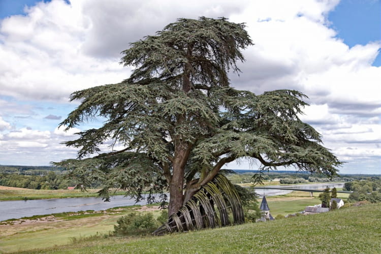 Domaine de Chaumont-sur-Loire - Oeuvre dans le parc ©Christophe Mouton