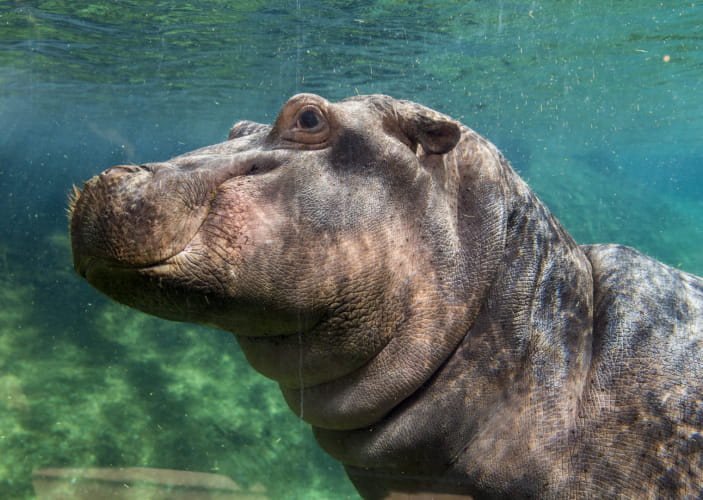 Hipopotame ©ZooParc de Beauval