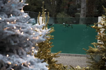 Illuminations de Noël - Manchots ©ZooParc de Beauval