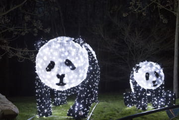 Illuminations de Noël - Pandas ©ZooParc de Beauval