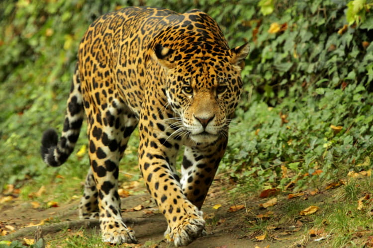 Léopard ©ZooParc de Beauval