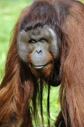 Oran Outang ©ZooParc de Beauval