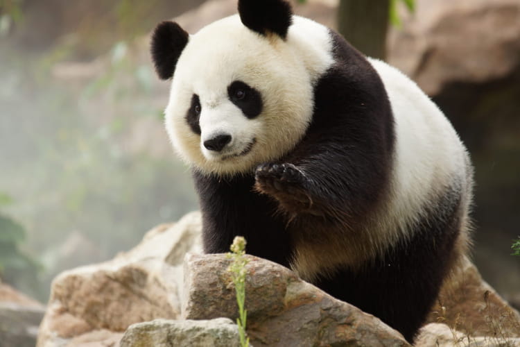 Panda ©ZooParc de Beauval