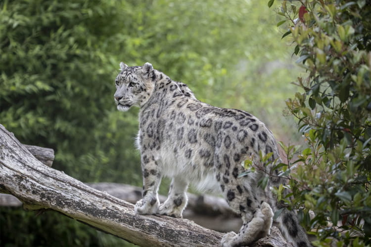 Panthère blanche ©ZooParc de Beauval