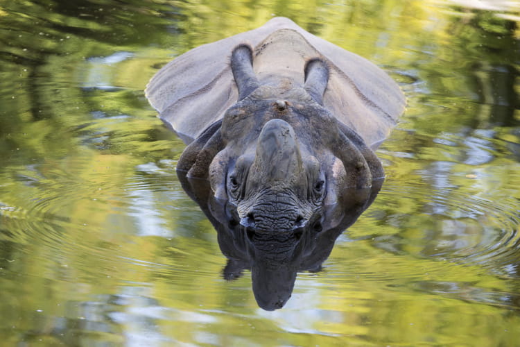 Rhinocéroce ©ZooParc de Beauval