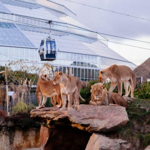 Lions, dôme et téléphérique au ZooParc de Beauval ©OT Sud Val de Loire